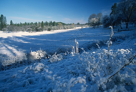 雪中的草地 加利福尼亚内华达山图片