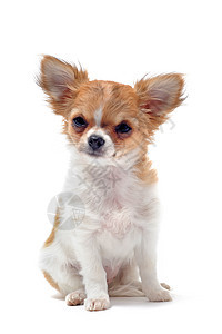 小狗吉娃娃棕色动物伴侣工作室宠物白色犬类图片