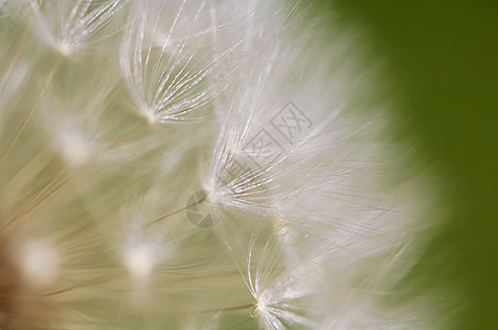 达当量羽毛蓝色季节生活植物群美丽种子环境花园墙纸图片