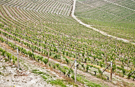 巴尔贝拉葡萄园     意大利酒厂植被房子栽培国家爬坡风景农村农场葡萄园图片
