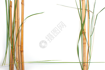 竹子边框竹的边框背景