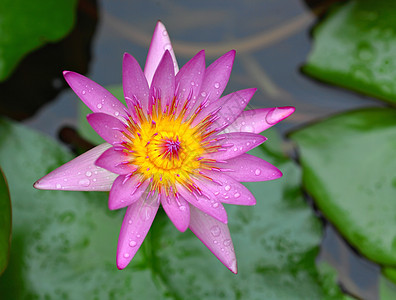 莲体美丽池塘花园百合植物季节明信片荷花宏观叶子图片