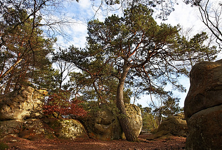 樟子松树方丹白露森林旅游山毛榉地标风景环境松树树木巨石岩石公园背景