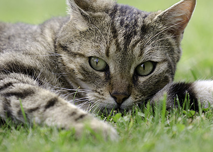 选项卡猫动物虎斑猫科动物眼睛女性图片