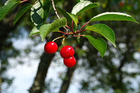 樱桃国家浆果绿色太阳花园种植者水果果园红色树林高清图片