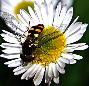 黄蜂花背景图片