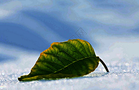 冬季绿色背景图片