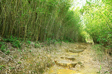 翠竹林一条小路穿过茂密的竹林植被树木植物树叶叶子绿色脚步亚热带远足森林背景图片