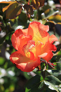 红玫瑰花粉色时间宏观花园季节性阳光照射绿色阳光分支机构玫瑰图片