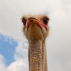 奥斯特里希的肖像 斯特鲁蒂奥骆驼脖子眼睛公园好奇心羽毛动物园鸟类鸵鸟动物农场图片