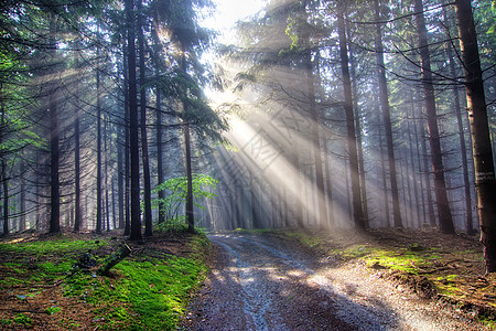 松树森林光明的礼物 上帝的光束背景