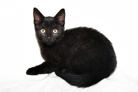 小黑小猫宠物黑猫黑色哺乳动物动物小狗图片