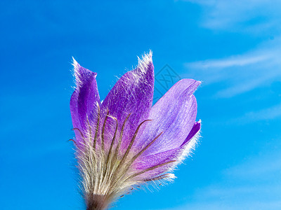 紧贴蓝天的彩花植物群宏观植物濒危紫色天空荒野团体叶子植物学图片