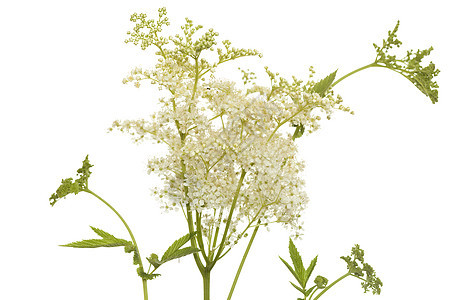 利平极藻类草药植物绿色植物群白色草本植物香料叶子花序图片