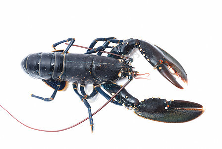 布列顿龙虾钓鱼食物动物白鹤甲壳贝类海鲜渔业图片