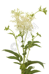 利平极藻类香料绿色草本植物植物群叶子白色花序草药植物图片