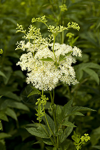利平极藻类植物群白色草药草本植物香料叶子花序绿色植物图片
