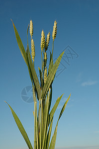 小麦耳谷物灌浆场地收成粮食绿色生长农场农业食物图片