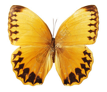 白色背景上的蝴蝶橙子植物翅膀昆虫花园紫色鳞翅目条纹漏洞天线图片