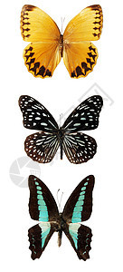 白色背景上的蝴蝶紫色鳞翅目蓝色航班野生动物天线宏观昆虫橙子青色图片