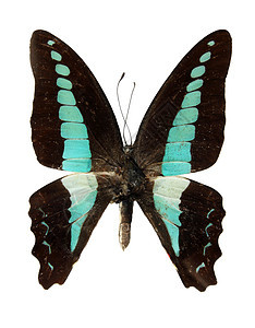 白色背景上的蝴蝶鳞翅目紫色荒野昆虫野生动物航班动物翅膀青色条纹图片