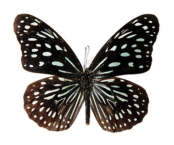 白色背景上的蝴蝶翅膀宏观紫色昆虫野生动物条纹蓝色漏洞花园航班图片