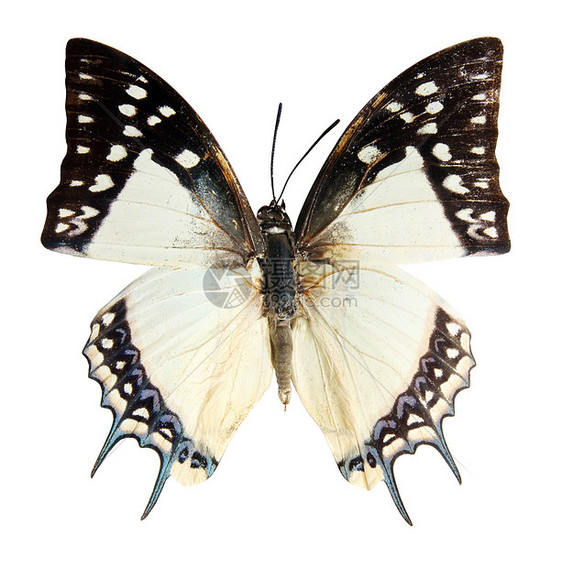 白色背景上的蝴蝶昆虫条纹翅膀野生动物植物荒野航班花园宏观天线图片