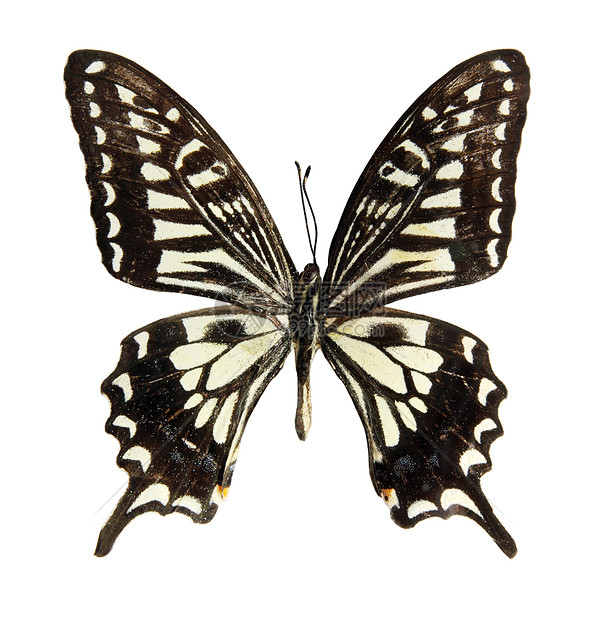 白色的蝴蝶漏洞昆虫条纹野生动物植物天线航班翅膀鳞翅目宏观图片