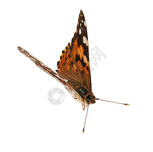 白色背景上的蝴蝶鳞翅目荒野紫色天线条纹航班宏观漏洞花园昆虫图片