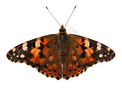 白色背景上的蝴蝶荒野宏观植物天线鳞翅目翅膀漏洞昆虫条纹航班图片