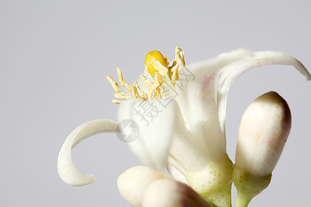 柠檬花黄色宏观白色柠檬水果养花热带生长植物香味图片