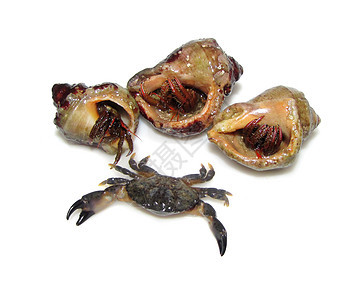 蜗牛 螃蟹 白背景的隐居蟹背景图片