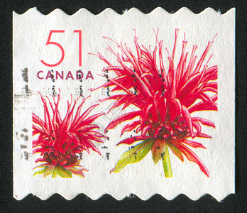 邮票旋体植物群花序古董海豹花瓣信封叶子集邮邮件图片