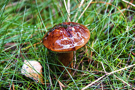 蘑菇生长对象棕色自然世界绿色食用菌宏观森林苔藓食物图片