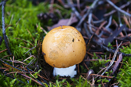 蘑菇突袭森林自然世界绿色雨后春笋棕色生长食物对象宏观图片