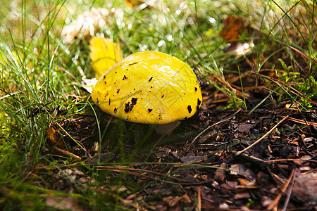 蘑菇黄色宏观食物自然世界森林对象雨后春笋苔藓食用菌生长图片
