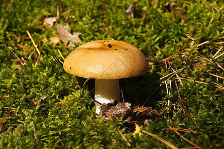 蘑菇绿色雨后春笋自然世界食用菌生长突袭苔藓宏观棕色食物图片
