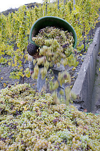 德国里因兰普法尔兹伯尔卡斯特尔附近的葡萄园成人收获外观工作农作物藤蔓农场酒业采摘者农村图片