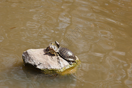 红色滑滑动器耳朵爬虫池塘动物岩石动物群剧本淡水宠物水龟图片