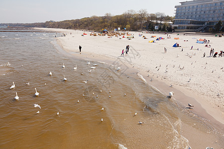 科洛布扎格海滩生态海鸥波浪天空码头晴天鸟类海滩图片