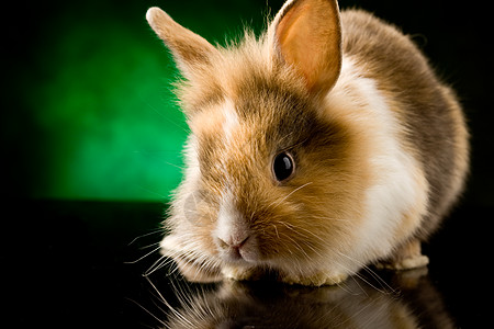 长着狮子头的矮兔子豚鼠娃娃玻璃隐藏玩具桌子耳朵婴儿棕色动物图片