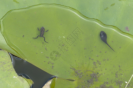青蛤同蟾蜍池塘蝌蚪棕色青蛙图片