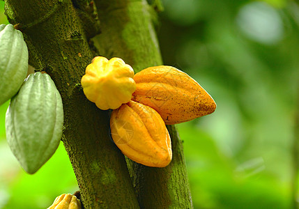 可可豆花园巧克力丛林种植园异国烘烤热带水果食物森林图片