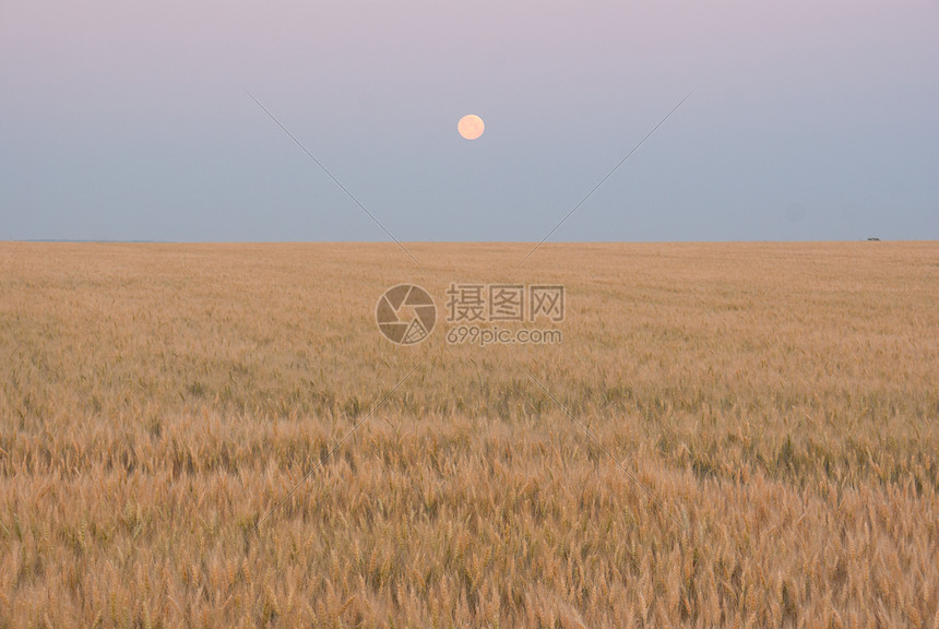 面对蓝色暮光天空的小麦田生长植物群场地玉米农村粮食农田植物谷物农场图片