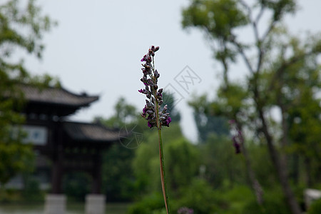 丝状西湖烟熏自然界花园旅游业公园图片