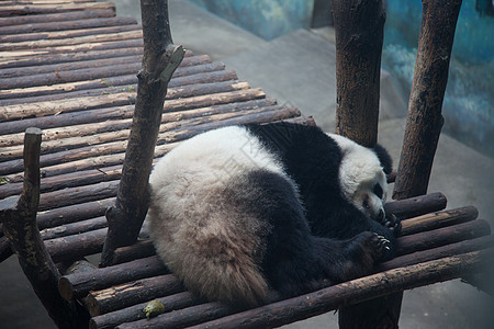 施拉芬德潘达目的地野生动物物种公园熊猫保护睡眠荒野哺乳动物生命图片