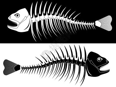 鱼的骨骼尾巴插图下脚料解剖学犬类白色牙齿椎骨遗迹颅骨图片