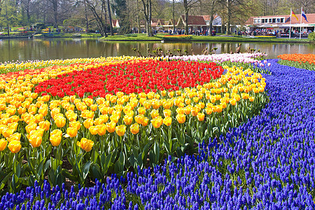 Keukenhof花园 荷兰里塞园艺植被花朵蓝色季节植物群外观利瑟紫色植物图片