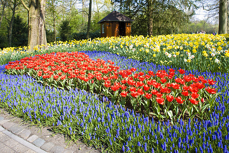 Keukenhof花园 荷兰里塞水仙花花园季节紫色花朵园艺外观水仙蓝色植被图片
