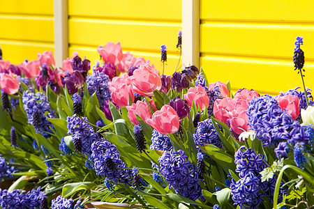 金色郁金香Keukenhof花园 荷兰里塞外观花朵季节紫色利瑟位置黄色世界植被园艺背景